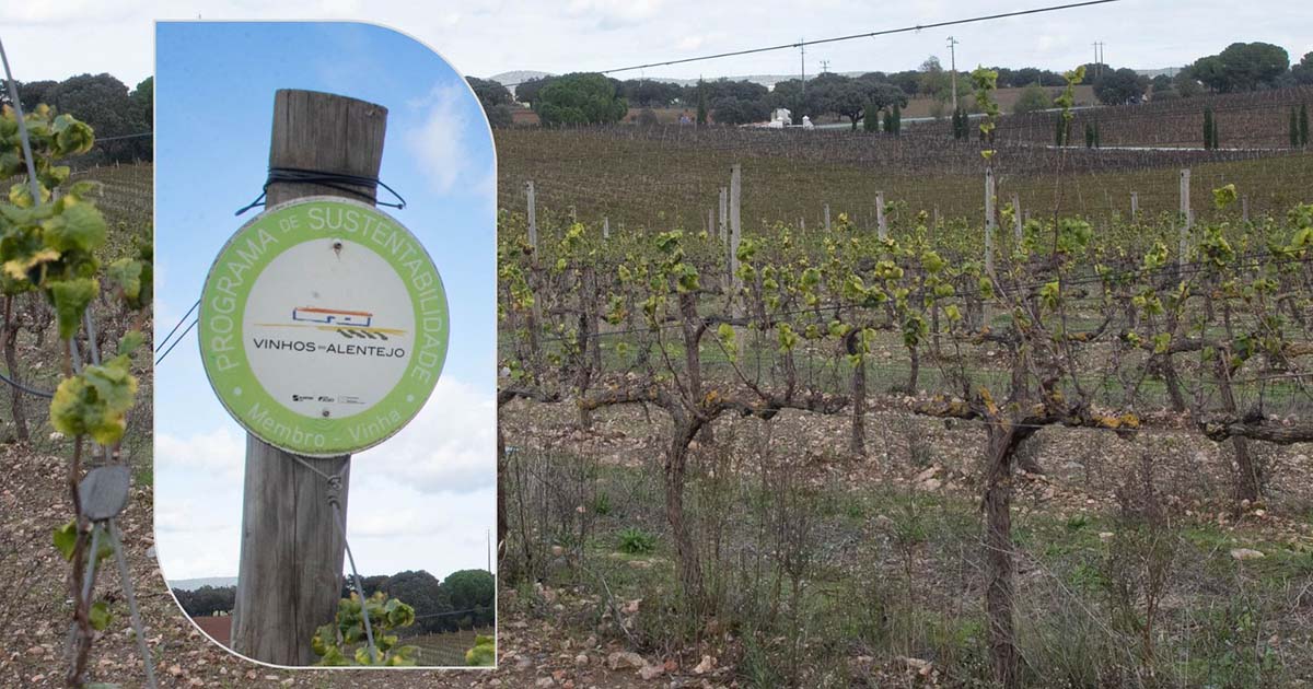 Programa De Sustentabilidade Dos Vinhos Do Alentejo Distinguido Nos