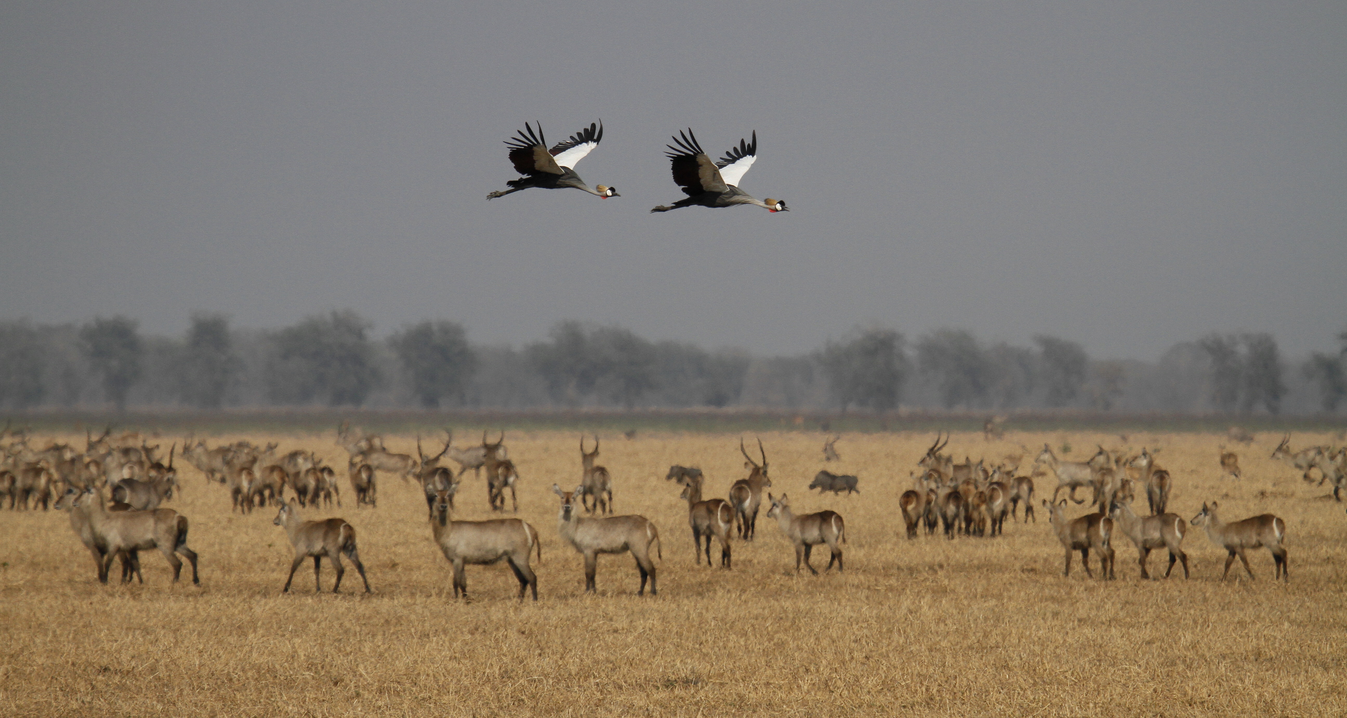 GORONGOSA – A maior história de restauração da vida selvagem em África