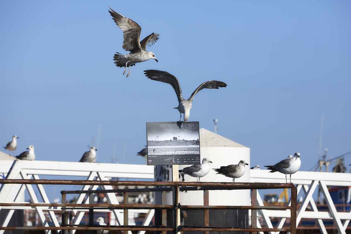 “Retratos na Ria” – Uma galeria de arte na Ria Formosa