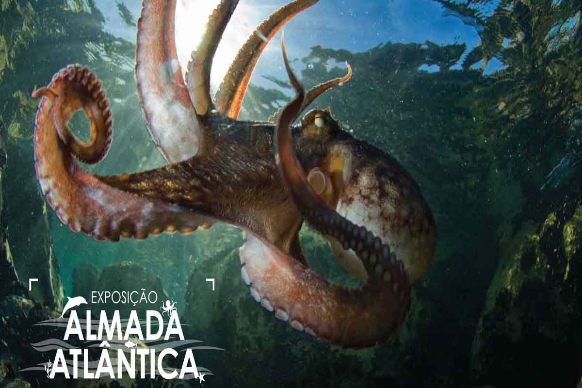 Exposição “ALMADA ATLÂNTICA, um mergulho no Oceano”