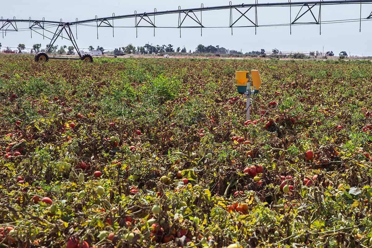 Apresentada mundialmente nova tecnologia, desenvolvida em Portugal, que promete aumentar a produção de tomate.