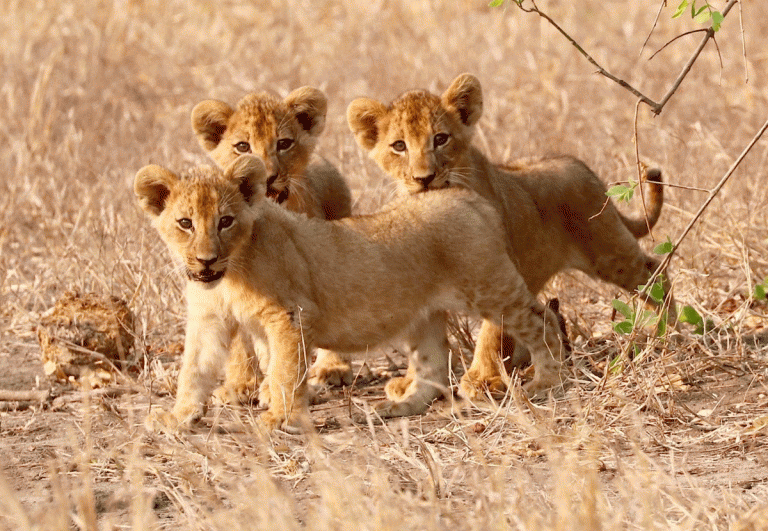 Parque Nacional da Gorongosa