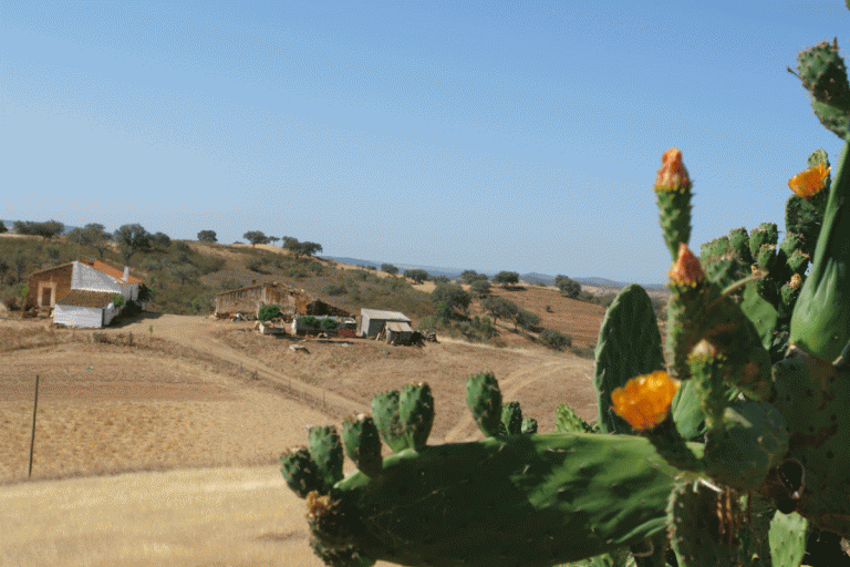 Eletrificação da Serra de Serpa regista nova ampliação