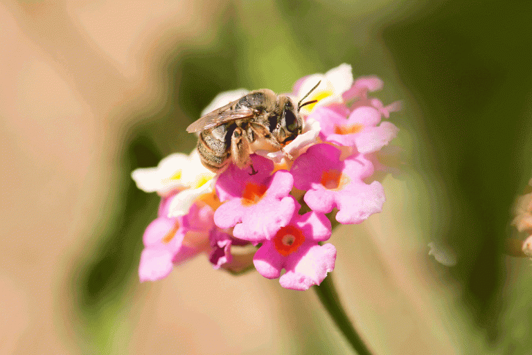 Syngenta celebra 10 anos de Operation Pollinator na Feira Nacional de Agricultura