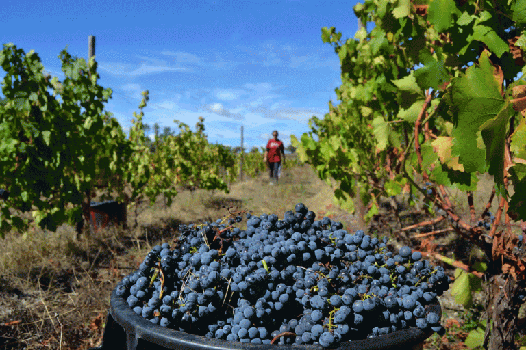 Rota dos Vinhos do Dão