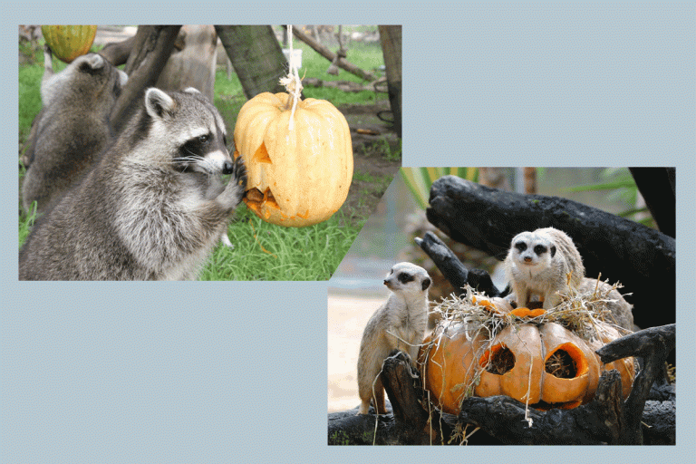 Conheça as mais arrepiantes histórias de Halloween com final feliz, no Jardim Zoológico