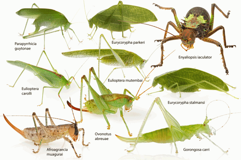 Estudo científico revela a descoberta de novas espécies no Parque Nacional da Gorongosa