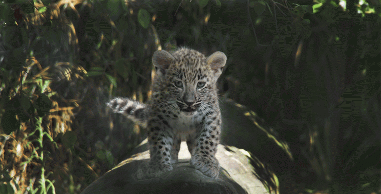 Nasceram três crias de Leopardo-da-pérsia no Jardim Zoológico