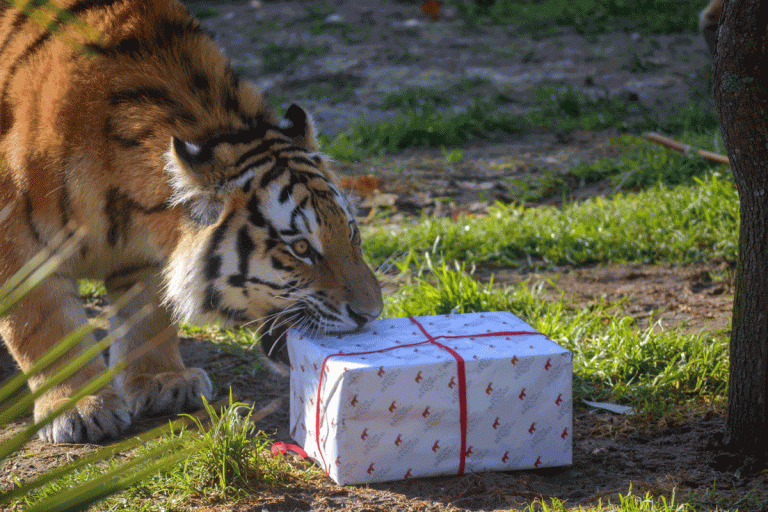 Visite o habitat do Natal e receba o Pai Natal em ambiente de magia no Jardim Zoológico