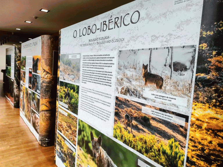 Porta de Lindoso acolhe Exposição “O Lobo Ibérico em Portugal”