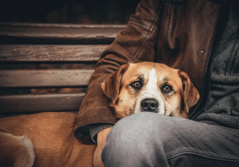 Barkyn Vai Doar Meio Milhão de Refeições a 48 casas de abrigo para cães