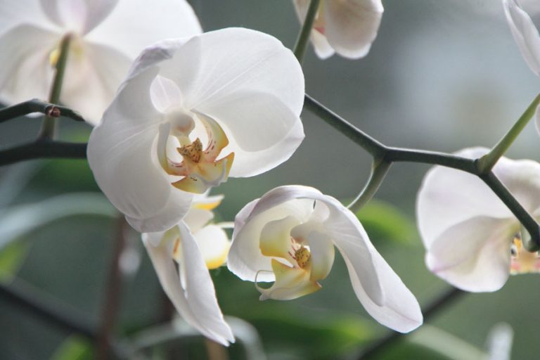 “Orquídeas da Colômbia” invadem Jardim Zoológico numa exposição rica em cores e aromas