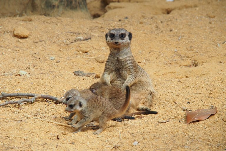 Este Carnaval, visite o Jardim Zoológico e descubra as novas crias da savana africana e as suas “máscaras”