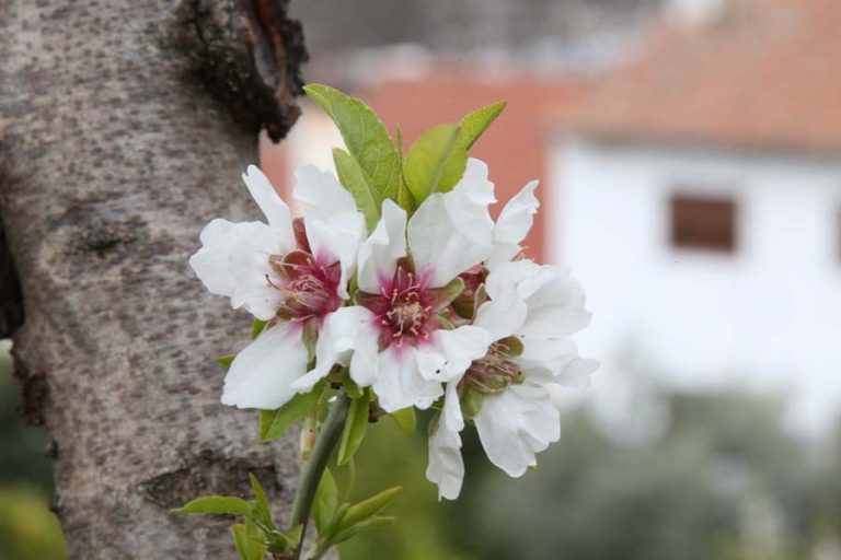 FESTIVIDADES DAS AMENDOEIRAS EM FLOR EM TORRE DE MONCORVO