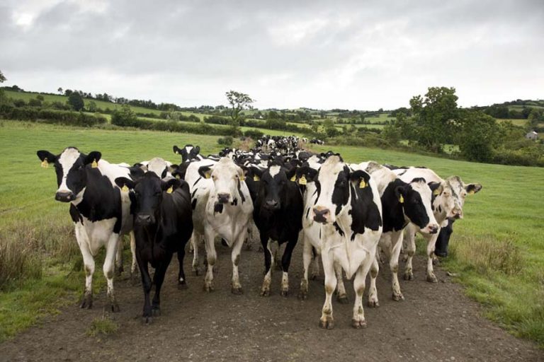 Declarações do Comissário Europeu do Ambiente repudiadas por produtores pecuários