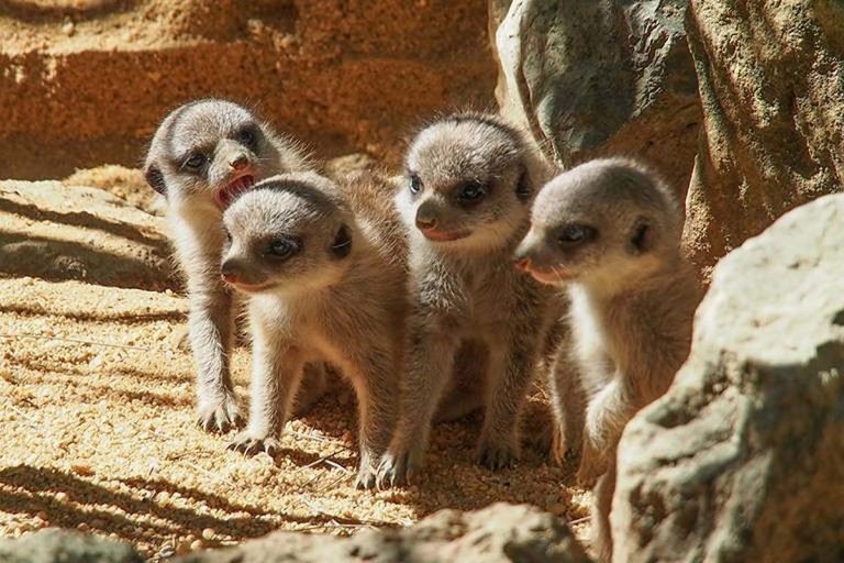 E se este verão deixar entrar em sua casa a vida selvagem do Jardim Zoológico?