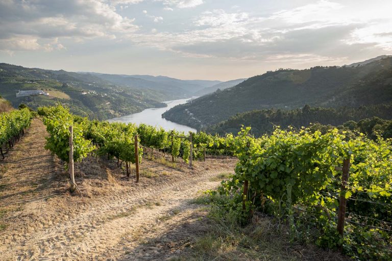 Vinalda aposta no Avesso com os vinhos Cazas Novas