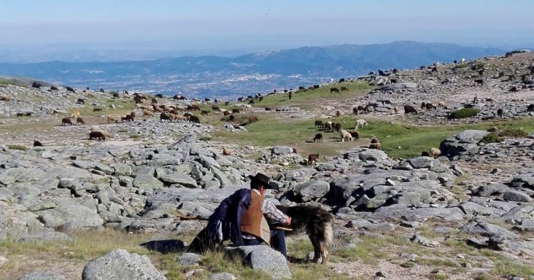 Serra da Estrela Pastor