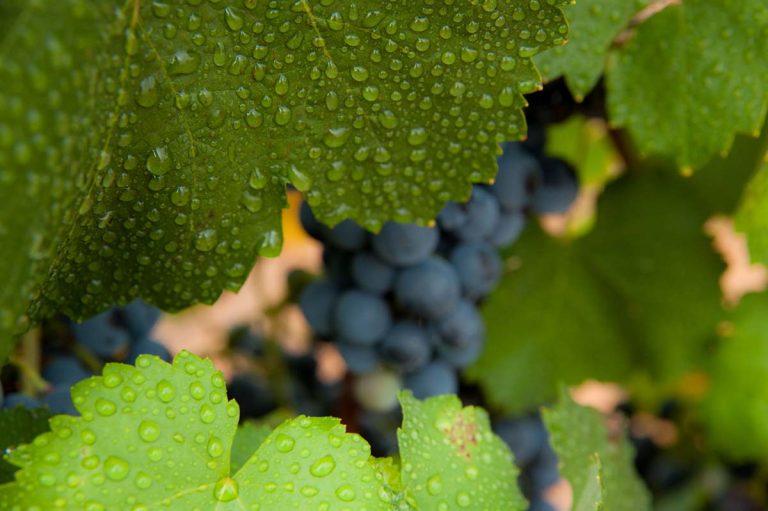 Começaram as vindimas no Alentejo e o aumento esperado de produção é de 5%