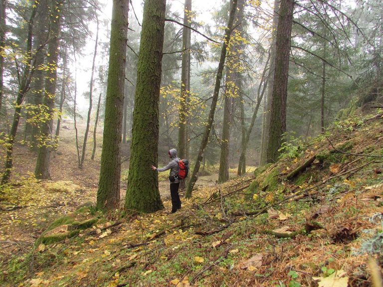 Os bosques inconfundíveis da Serra da Estrela