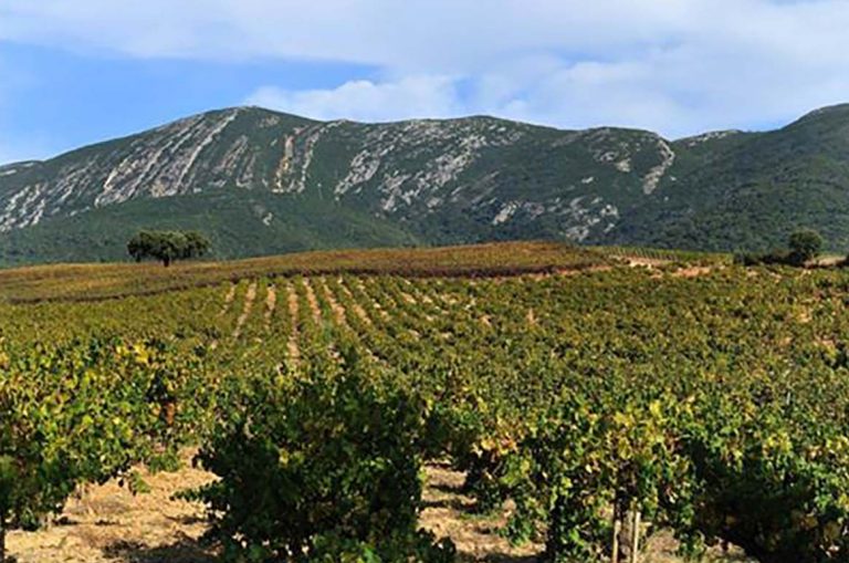 Vinhos da Península de Setúbal eleitos pelo Guia de Vinhos DECO Proteste