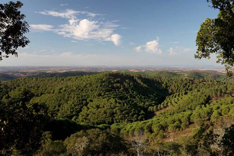 Herdade da Contenda vence Prémio Nacional de Paisagem 2020