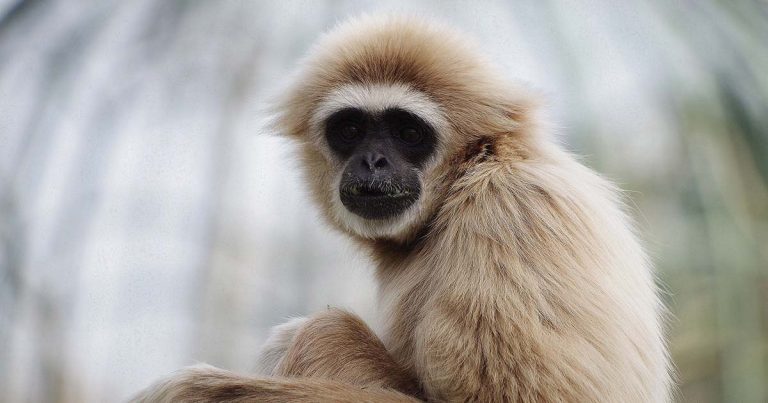 Jardim Zoológico, um amor sem fronteiras