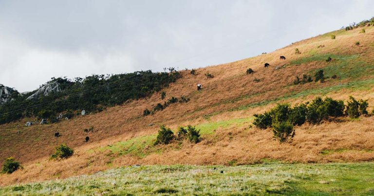 Proprietários portugueses não limpam nem têm dinheiro para limpar terrenos