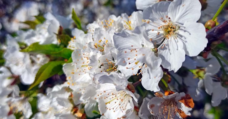 Cova da Beira neve em forma de flor