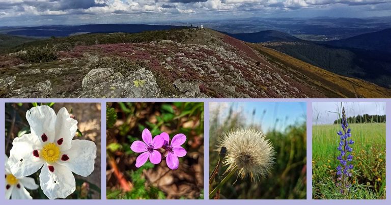 primavera na Serra da Estrela