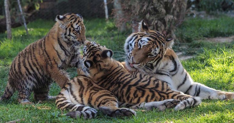 No Dia da Mãe, o Jardim Zoológico sugere “presentes que fazem a diferença”