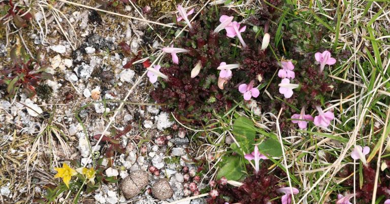 Na Primavera a Serra da Estrela enche-se de cores vibrantes