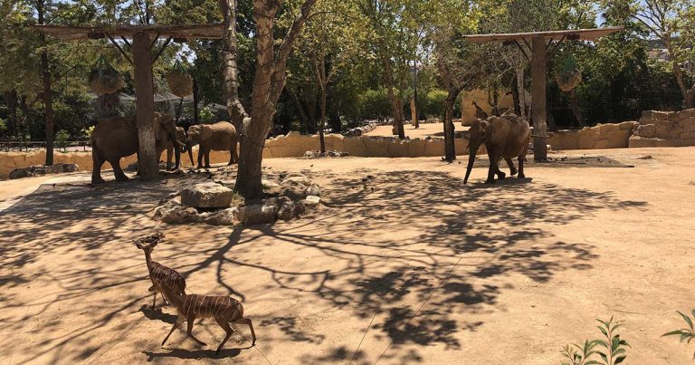 Jardim Zoológico e MEO apresentam a Savana MEO, a nova instalação que reúne os maiores da savana