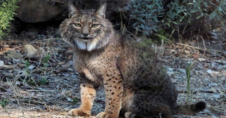 Gato Preto apadrinha Lince Ibérico