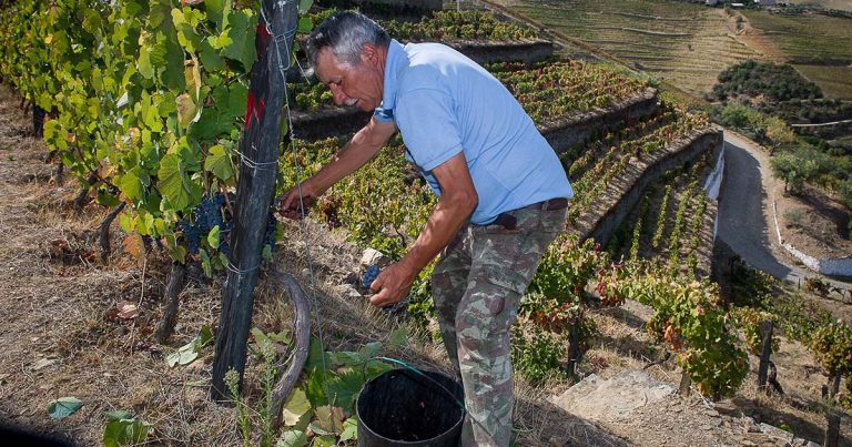 vindimas no Douro na Quinta da Côrte