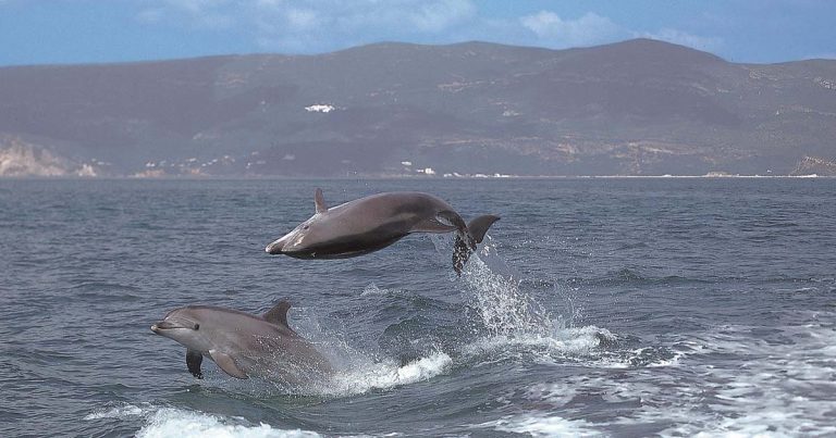 “Proteger os Golfinhos” : A campanha já decorre no estuário do Sado