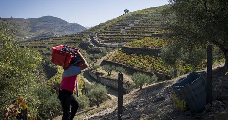 Os vinhos da Quinta da Côrte viajam até aos Açores