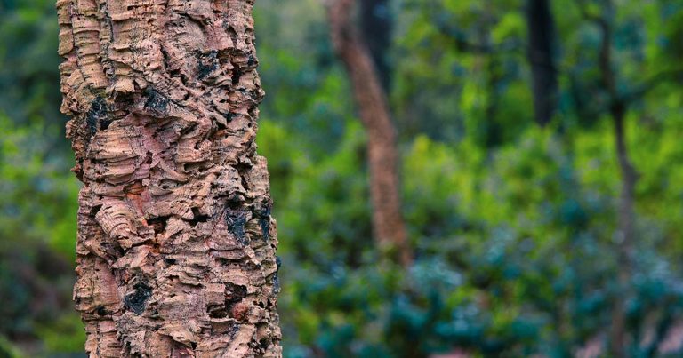 A importância da cortiça: Um material natural que fomenta a sustentabilidade