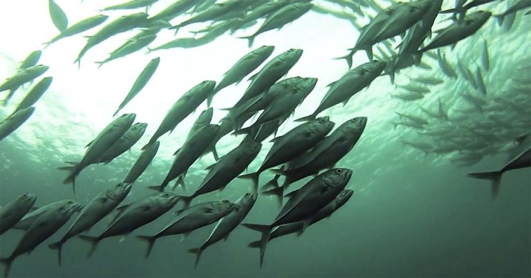 MSC tem como prioridade trabalhar com pescadores nacionais para melhorar práticas de sustentabilidade