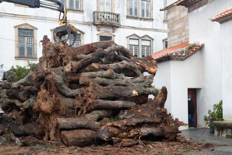 Tiragem da cortiça no concelho de Coruche reconhecida como Património Cultural Imaterial