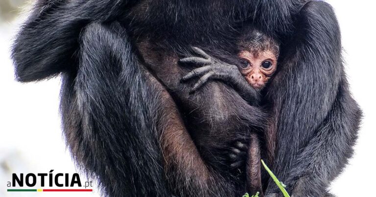 primeira cria do ano no Jardim Zoológico