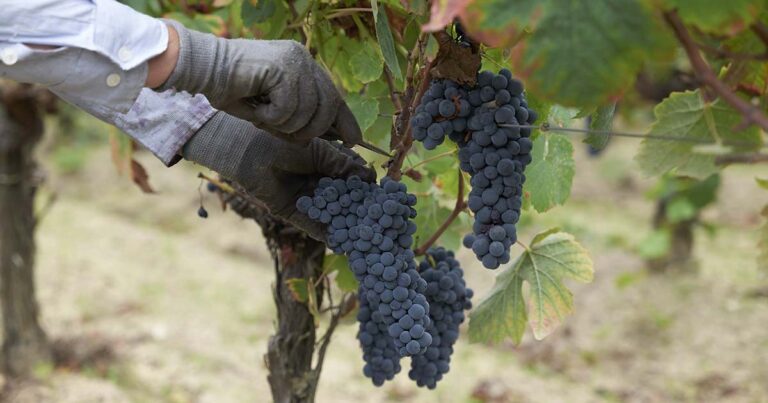 Vinho do Dão considerado o melhor do ano no Concurso Vinhos de Portugal