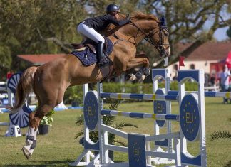 Jogos Equestres Nacionais: SALTOS DE OBSTÁCULOS – Fotogaleria
