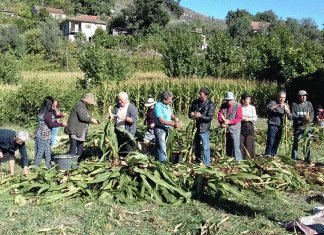 DESFOLHADA TRADICIONAL DE DAIVÕES Ribeira de Pena