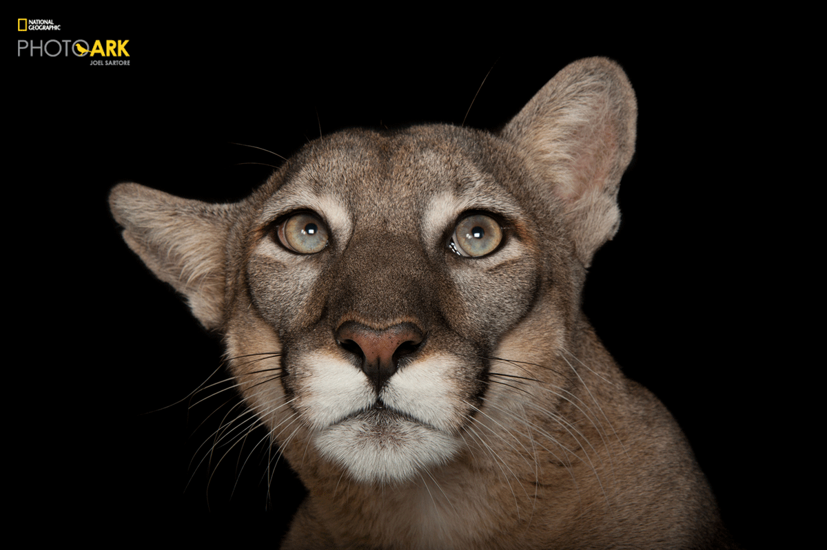Photo Ark, National Geographic
