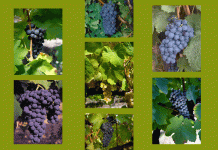 Vinhos do Dão à prova no Brasil Vinhos do Dão