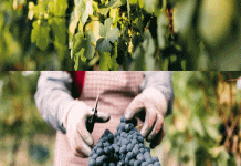 Sociedade dos Vinhos Borges
