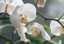 "Orquídeas da Colômbia" invadem Jardim Zoológico numa exposição rica em cores e aromas