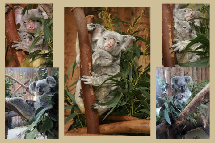 Programa de Conservação in situ de Koalas