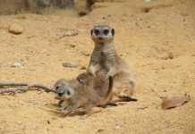 Este Carnaval, visite o Jardim Zoológico e descubra as novas crias da savana africana e as suas "máscaras"